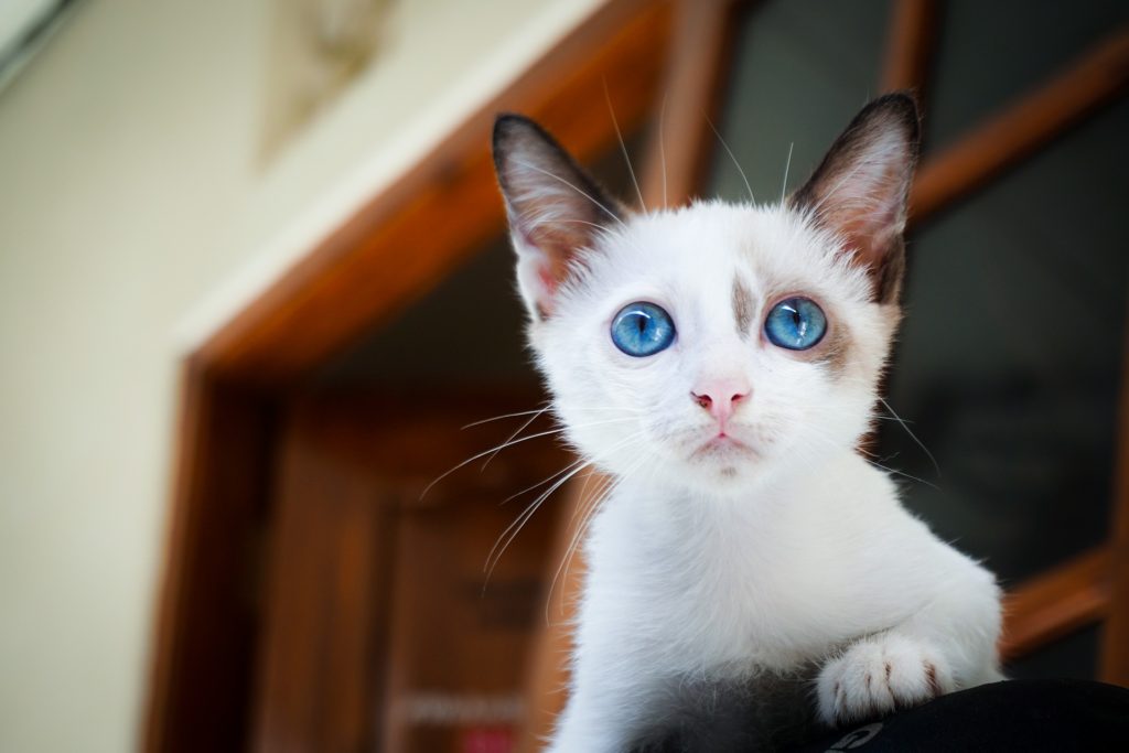 blue-eyed-cat